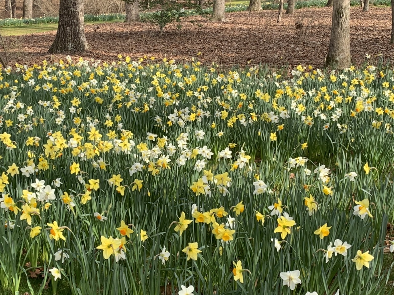 Field Daffodils:Fresh Daffodils