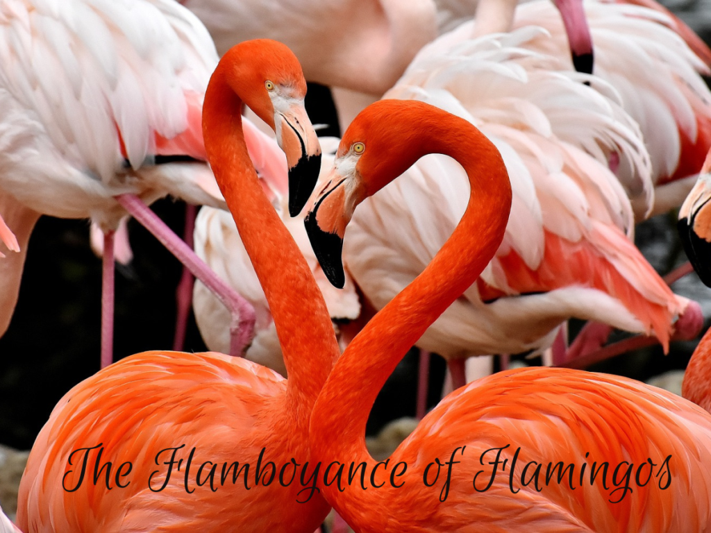 Flamboyant+pink+flamingos+are+popping+up+on+the+East+Coast%2C+Hamptons+and+Cape+Cod