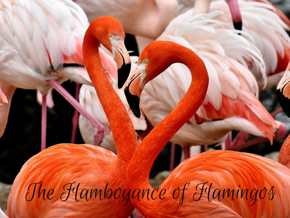 The Flamboyance of Flamingos