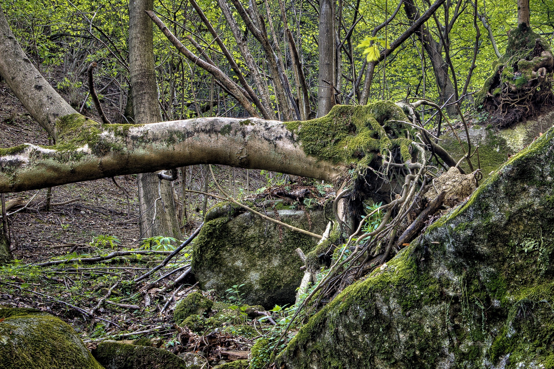 Uproot Trees.