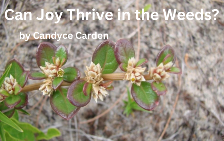 Can Joy Thrive In the Weeds?