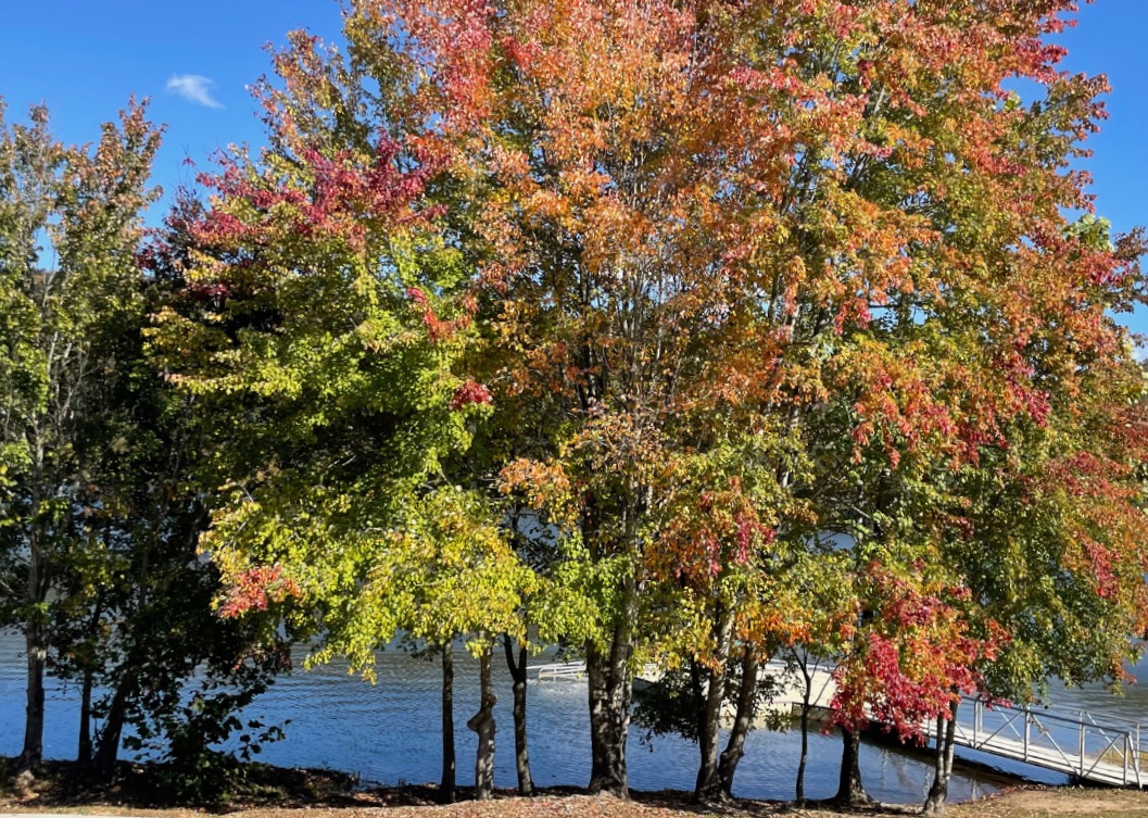 Fall is My Favorite Color and Sustaining Life’s Victories